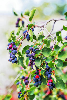 Seedville Saskatoon Serviceberry displays white flowers for early spring charm.