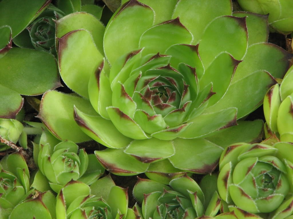 Seedville sempervivum-potted-succulent-care: easy-care succulent ideal for containers.