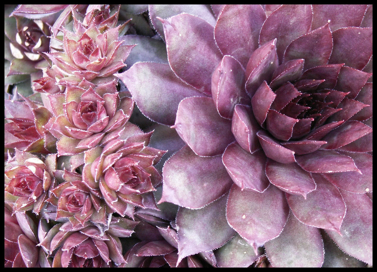 Seedville succulent-live-forever-seed-pack: evergreen look with easy propagation.