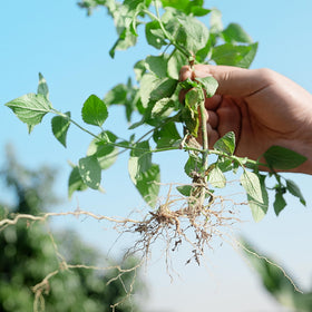 Seesii 3-claw steel head grips weeds securely for efficient removal.