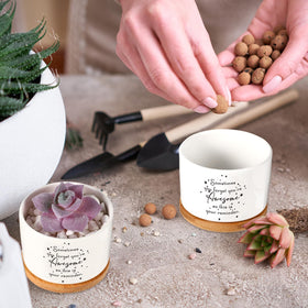 SEEWEY gift-ready succulent pots pack suitable for workplace gifting.