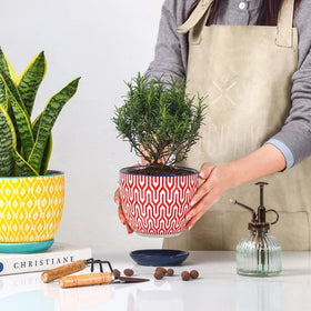 Selamica modern pattern pot adds contemporary charm to any room