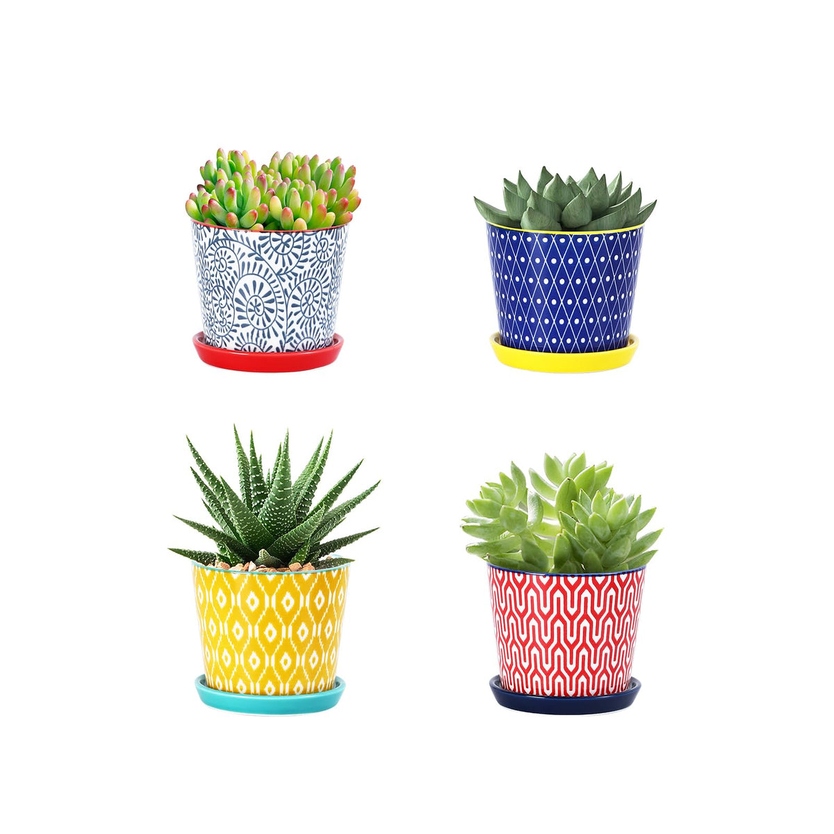 Selamica ceramic succulent pot with drainage hole for healthy root growth.