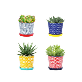 Selamica ceramic succulent pot with drainage hole for healthy root growth.