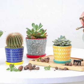 Selamica ceramic pot with saucer and mesh pad for clean drainage.