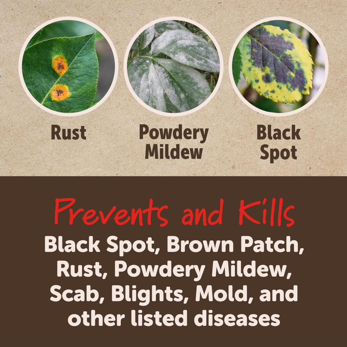 Sevin 3-in-1 RTS protects treated shrubs from common diseases.
