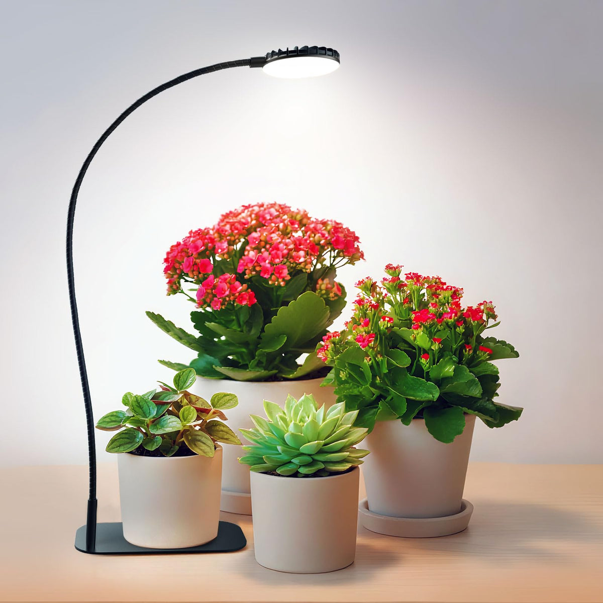 SGLEDs desktop grow light front view boosts seedling growth and foliage.