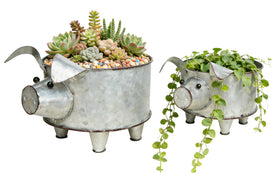 ShabbyDecor galvanized pig planter, small front view, perfect for compact succulents.