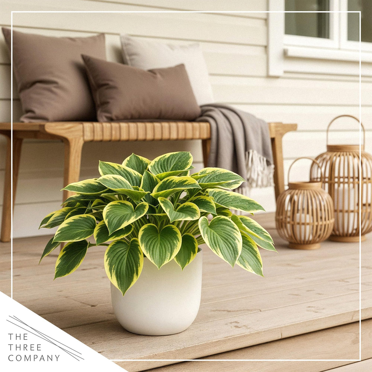 Shade-loving perennial hosta Queen Josephine ideal for woodland beds.