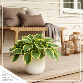 Shade-loving perennial hosta Queen Josephine ideal for woodland beds.