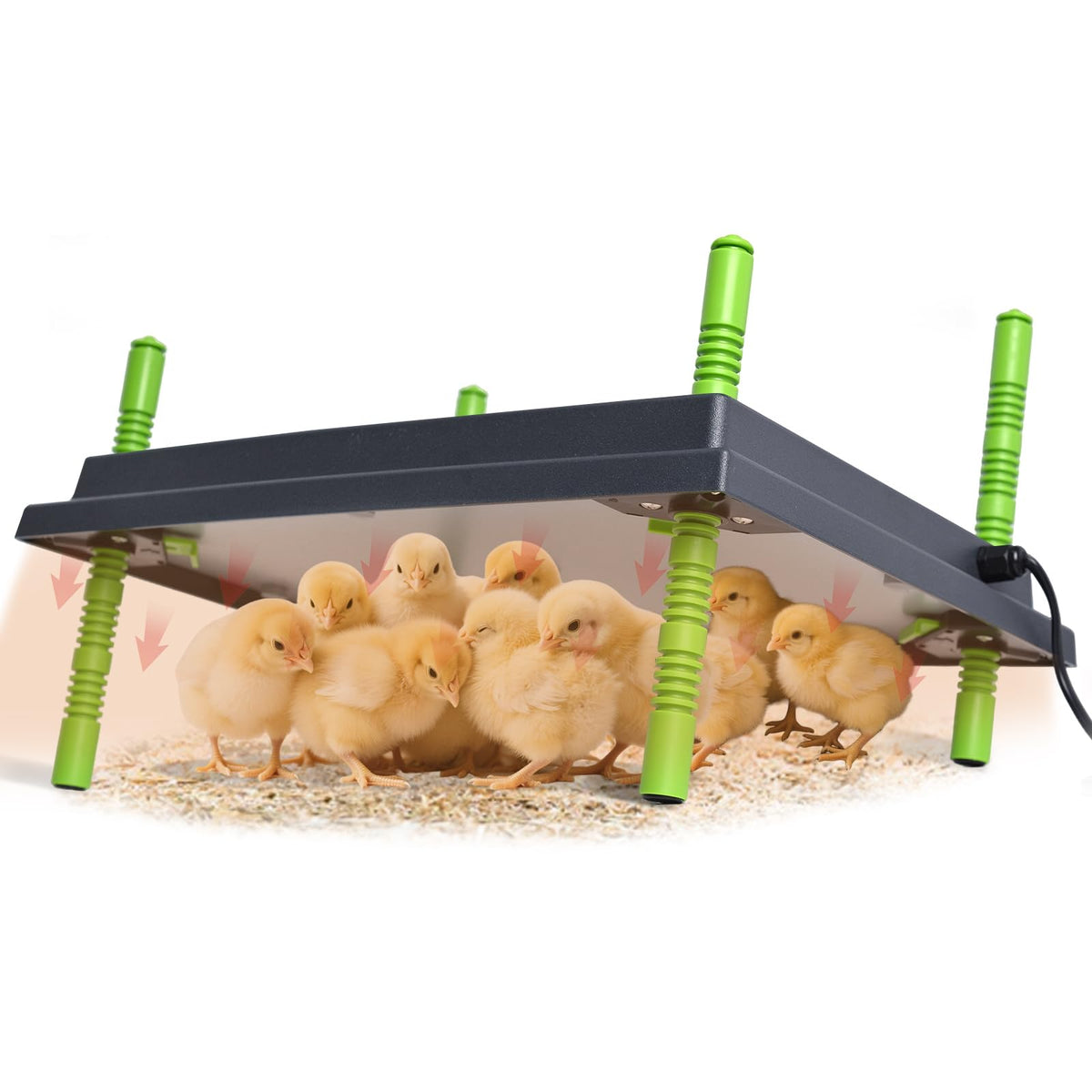 Shaledig brooder plate 16x22 warms newborn chicks safely and evenly
