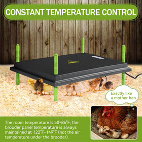 Shaledig brooder plate warming area provides spacious warmth for multiple chicks
