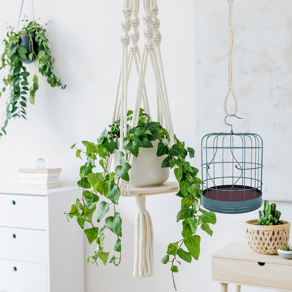 Shappy gift-ready plant hanger set ideal for plant lovers.