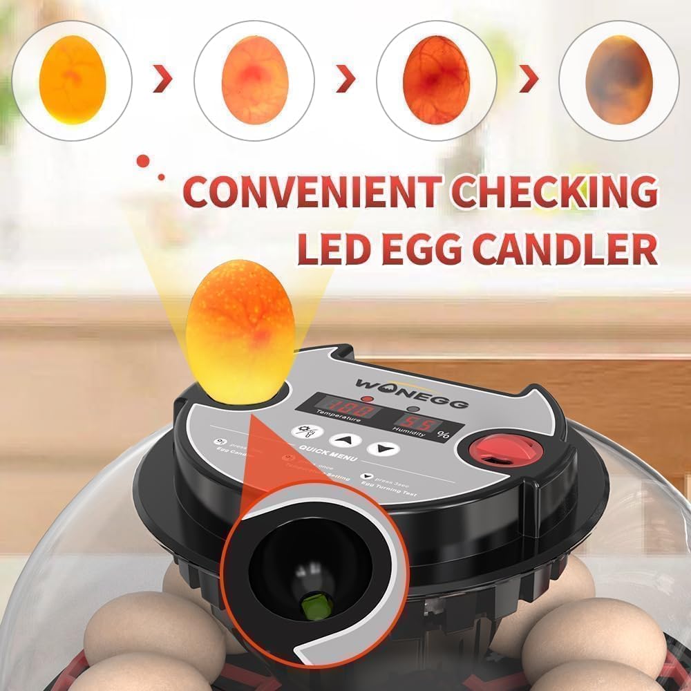 Nest II transparent lid allows daily observation without disturbance