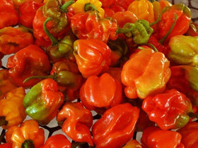 Sherwoods Seeds Aji Dulce Red pepper on plant ready for harvest in the garden