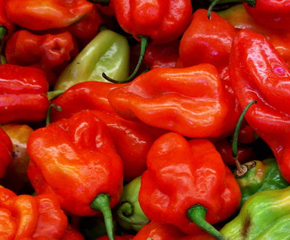 Sherwoods Seeds Aji Dulce Red seed packet for vibrant peppers and home gardening