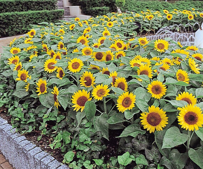 Sherwoods Seeds Big Smile dwarf sunflower seed packet for borders or pots