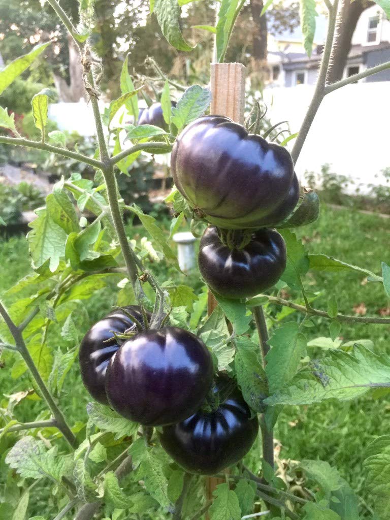 Sherwoods Seeds Black Beauty Beefsteak tomato seed packet for home gardens; grow large, sweet heirloom tomatoes.
