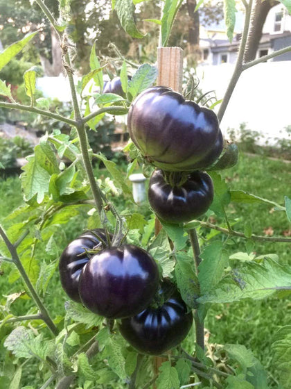 Sherwoods Seeds Black Beauty Beefsteak tomato seed packet for home gardens; grow large, sweet heirloom tomatoes.