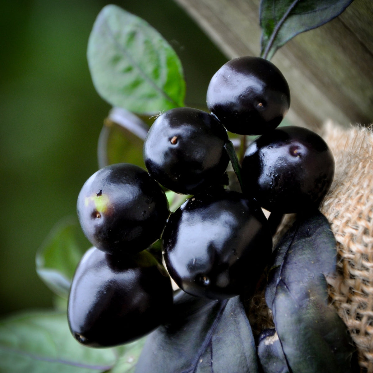Sherwoods Seeds Black Pearl hot pepper fruit close-up shows dark pods for spicy home sauces