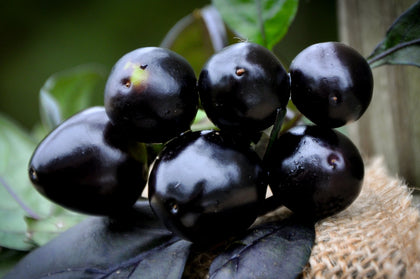 Sherwoods Seeds Black Pearl hot pepper pack—heirloom seeds for a vibrant harvest