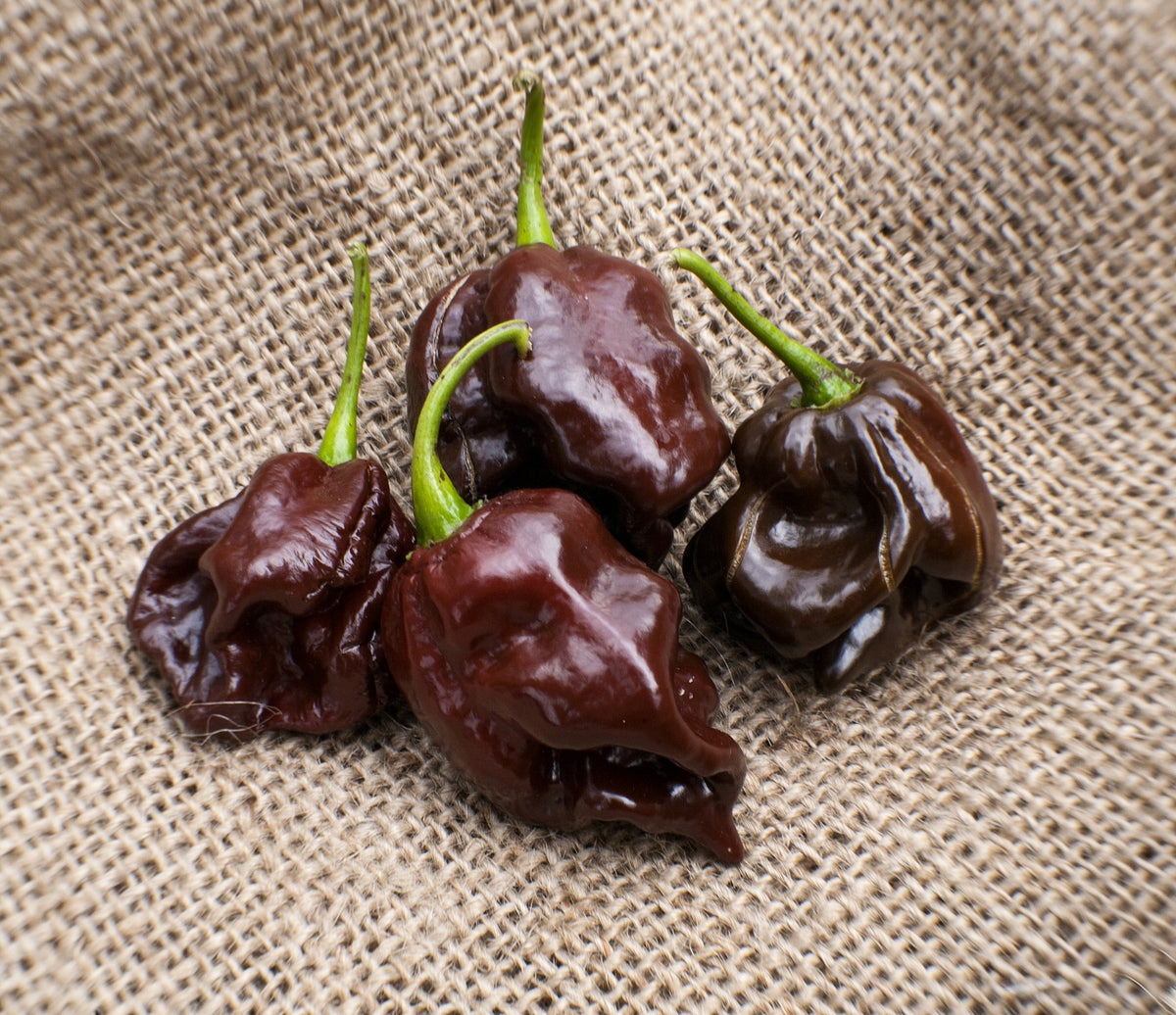 Sherwoods Seeds chocolate Scotch Bonnet seed packet close-up for heirloom flavor potential