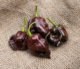 Sherwoods Seeds chocolate Scotch Bonnet seed packet close-up for heirloom flavor potential