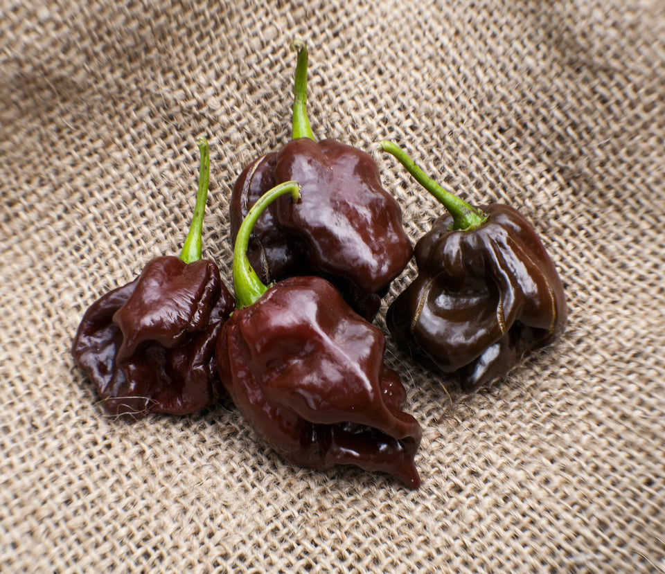 Sherwoods Seeds chocolate Scotch Bonnet seed packet close-up for heirloom flavor potential