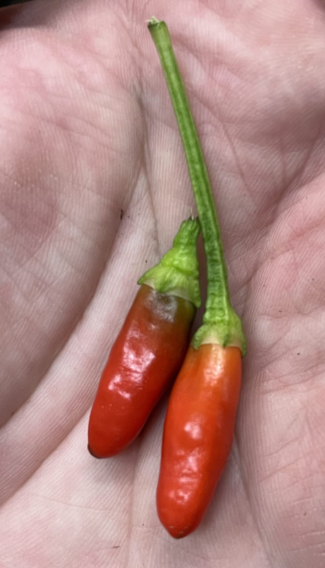 Sherwoods Seeds Diavolicchio Calabrian pepper seeds for planting; compact peppers great for sauces and fresh heat.
