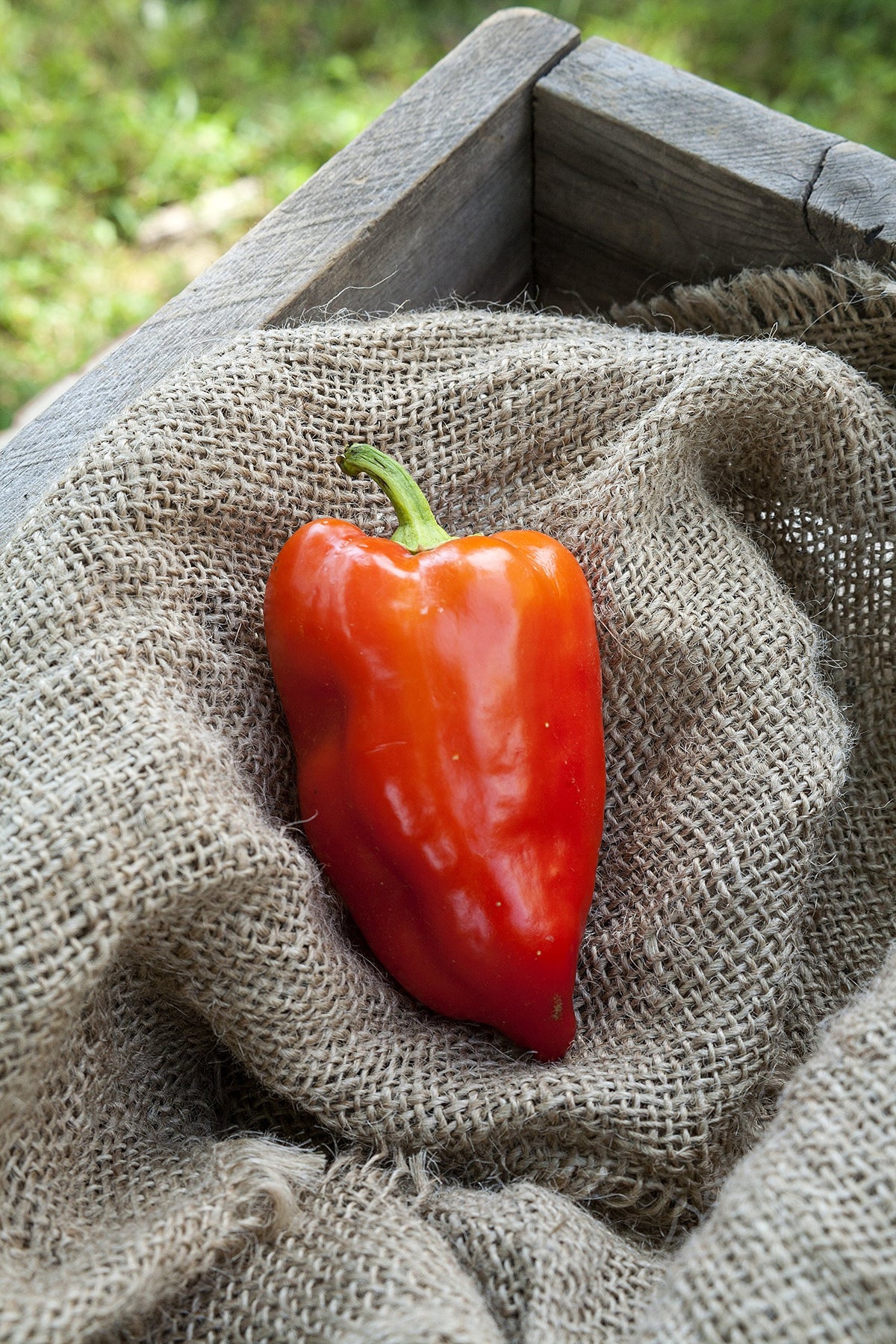 Sherwoods Seeds Feherozon paprika fruit color transition, ideal for fresh use and paprika powder.