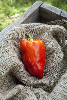 Sherwoods Seeds Feherozon paprika fruit color transition, ideal for fresh use and paprika powder.