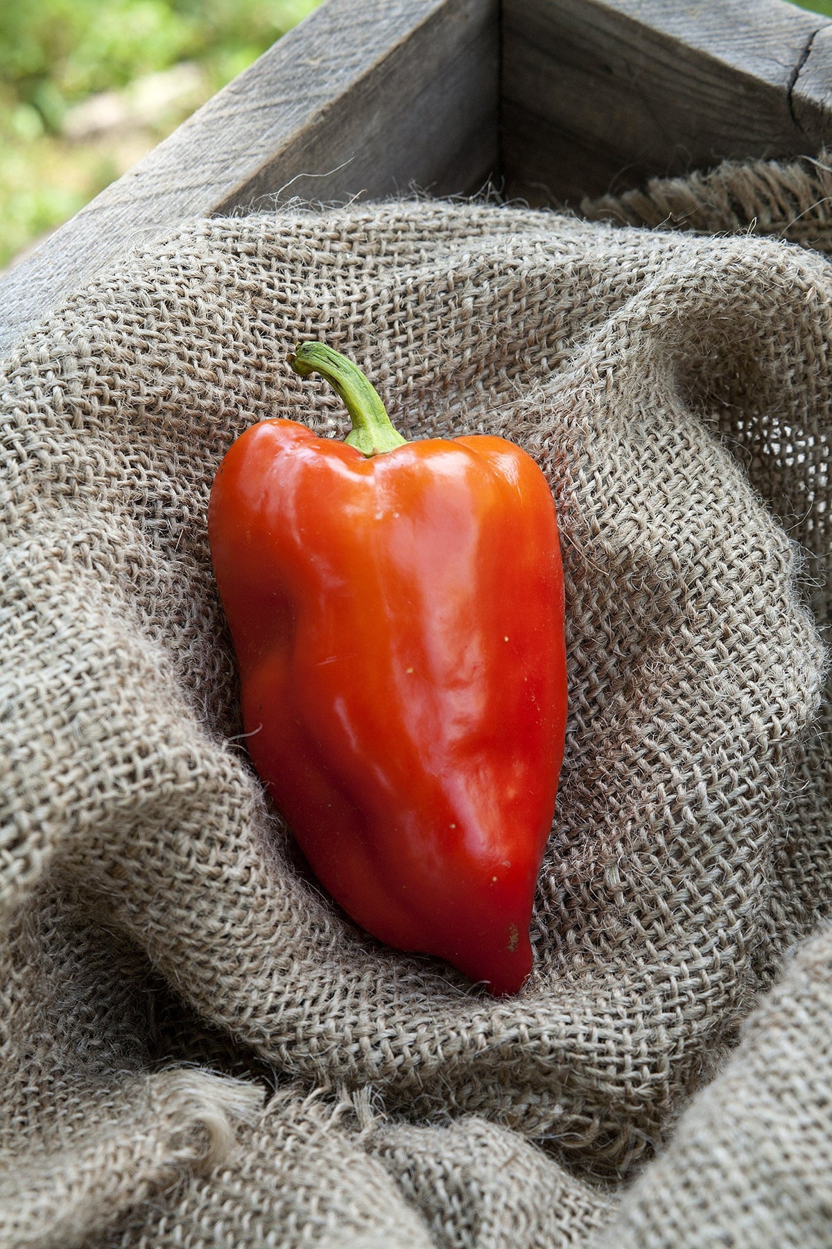 Sherwoods Seeds Feherozon paprika seedling in a pot, great for compact container gardening.