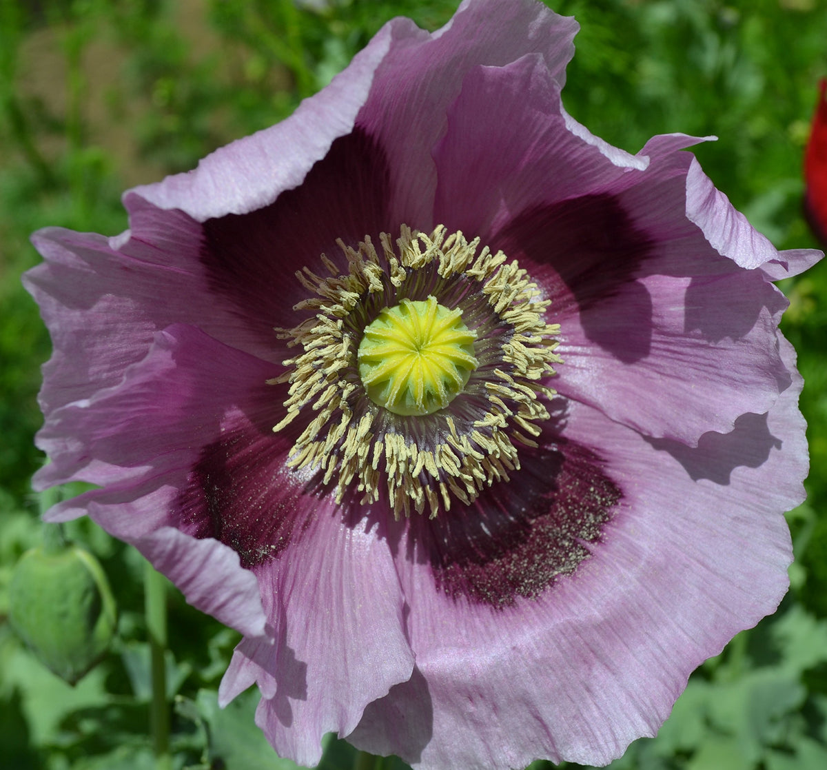Sherwoods Seeds Giant Purple Poppy bloom close-up, vibrant petals and pollinator-friendly appeal