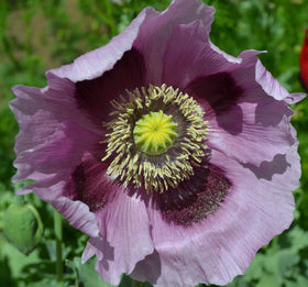 Sherwoods Seeds Giant Purple Poppy bloom close-up, vibrant petals and pollinator-friendly appeal