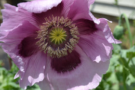 Sherwoods Seeds Giant Purple Poppy seed packet for drought-tolerant garden planning