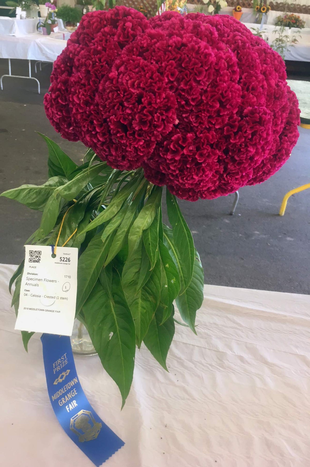 Sherwoods Seeds giant red celosia bloom with vibrant color for eye-catching bouquets