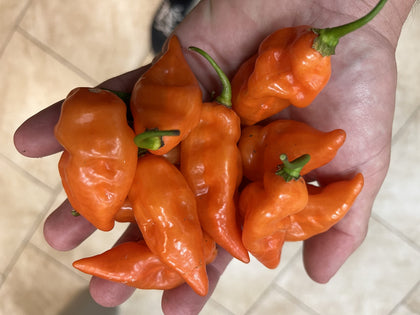 Sherwoods Seeds Habanada seed-pack showing heatless habanero peppers for flavorful harvests.