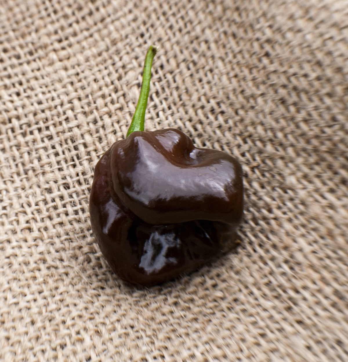 Sherwoods Seeds heirloom peppers display highlighting rare hot peppers for creative cooking