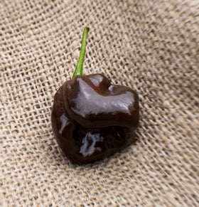 Sherwoods Seeds heirloom peppers display highlighting rare hot peppers for creative cooking