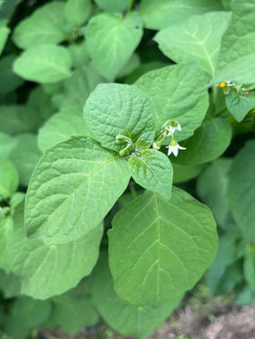 Sherwoods Seeds Managu Kikuyu berries and flowers on mature plants, decorative