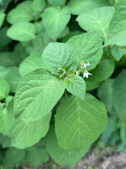 Sherwoods Seeds Managu Kikuyu leaf close-up, vivid edible greens for home gardens