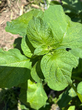 Sherwoods Seeds Managu Kikuyu upright plant with erect stems for small gardens