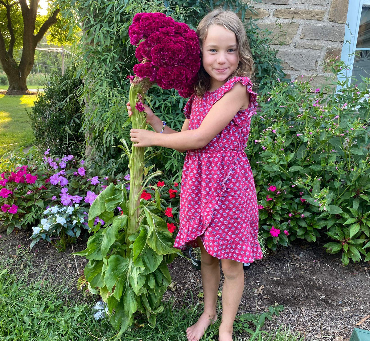 Sherwoods Seeds Monticello origin seed packet highlighting heritage and drying potential