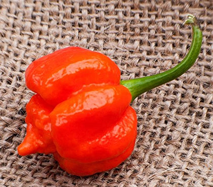 Sherwoods Seeds Moruga Trinidad Scorpion heirloom seed pack for growing ultra-hot peppers at home.