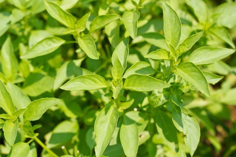 Sherwoods Seeds Mrs Burns Lemon Basil seed pack for fragrant herb gardens and fresh leaves.
