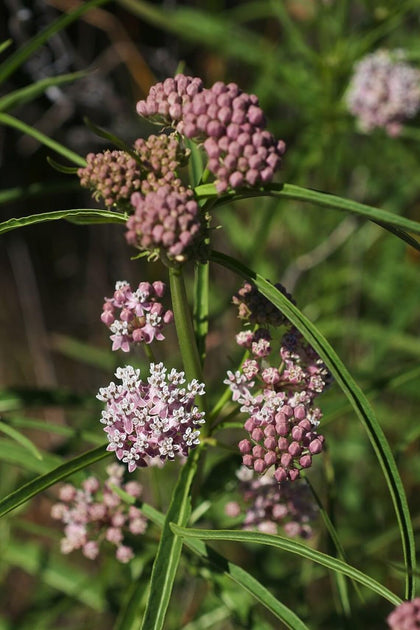 Sherwoods Seeds Narrowleaf Milkweed bloom attracts pollinators and supports monarch habitat.