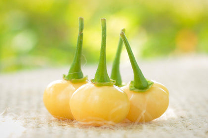 Sherwoods Seeds Peach Charapita fruit ripening on a bush, ideal for flavorful cooking.