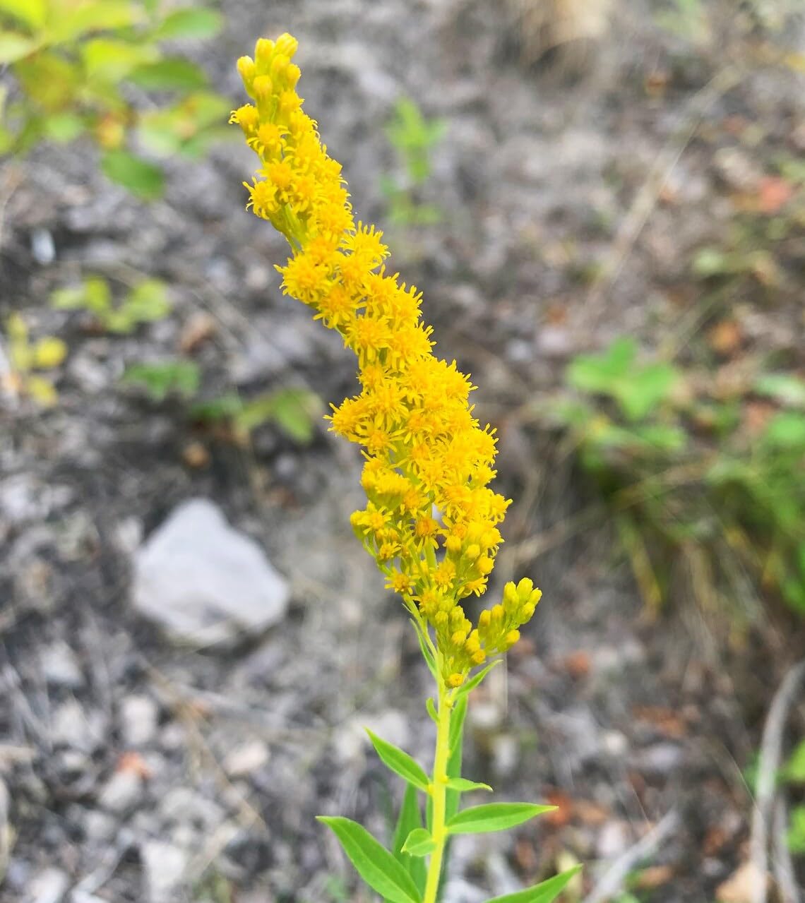 Sherwoods Seeds Showy Goldenrod bloom photo with bright yellow clusters for late-season pollinators