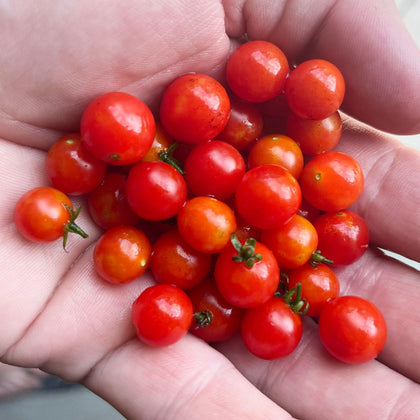 Sherwoods Seeds Spoon World's tiniest cherry tomato seed for vibrant salads and garnishes.
