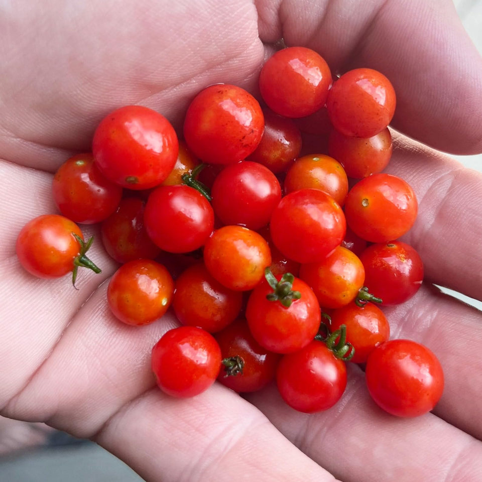 Sherwoods Seeds Spoon World's tiniest cherry tomato seed for vibrant salads and garnishes.